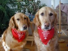 Sassy and Bailey Proud Blood Donors for the Eastern Veterinary Blood Bank (EVBB)